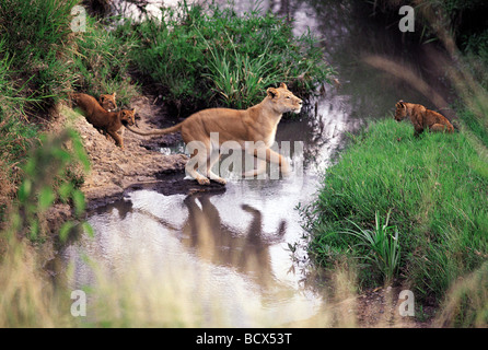 Löwin, die Förderung der kleinen Jungen zu springen über einen Stream Masai Mara National Reserve Kenia in Ostafrika 6. Serie von 11 Bildern Stockfoto