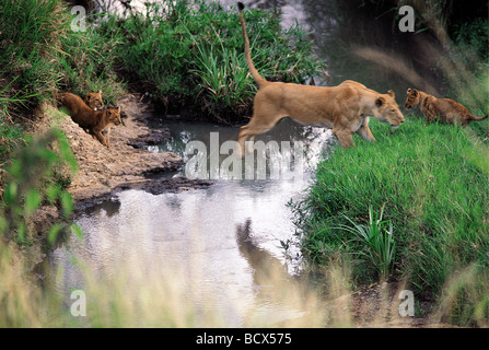 Löwin, die Förderung der kleinen Jungen zu springen über einen Stream Masai Mara National Reserve Kenia in Ostafrika 7. Serie von 11 Bildern Stockfoto