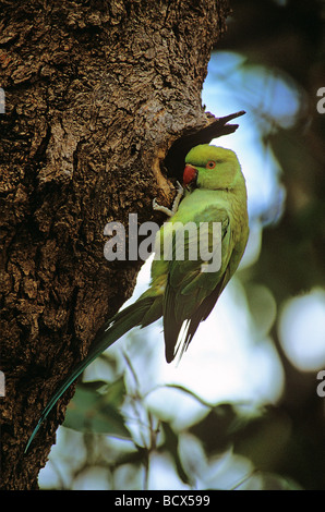 Ring-necked Parakeet / Rose beringt Sittich / geflohen waren Stockfoto