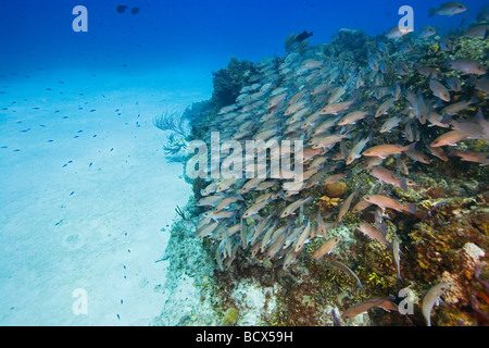 Schulzeit grau Schnapper über Korallenriff Lutjanus früh West End Atlantik Bahamas Stockfoto