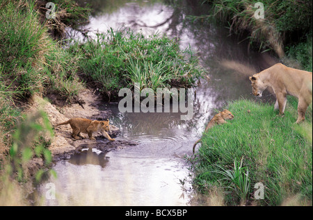 Löwin, die Förderung der kleinen Jungen zu springen über Stream Masai Mara National Reserve Kenia in Ostafrika 8. Serie von 11 Bildern Stockfoto