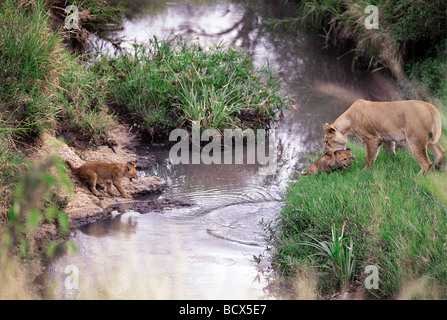 Löwin, die Förderung der kleinen Jungen zu springen über Stream Masai Mara National Reserve Kenia in Ostafrika 9. Serie von 11 Bildern Stockfoto