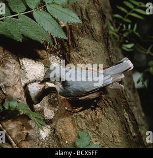 Sitta Europaea / Kleiber Stockfoto