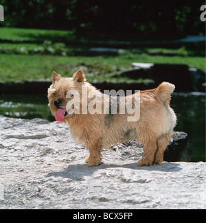 Norfolk Terrier. Erwachsener Hund, der auf einer Straße steht Stockfoto