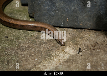 Blindschleiche in der Sonne auf Pflastersteinen. Stockfoto