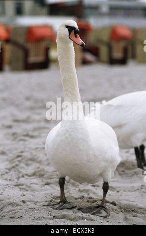 Mute Swan (Cygnus Olor) stehend auf sand Stockfoto