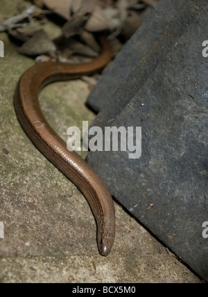 Blindschleiche in der Sonne auf Pflastersteinen. Stockfoto