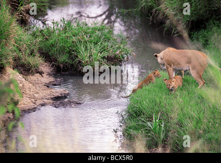 Löwin, die Förderung der kleinen Jungen zu springen über Stream Masai Mara National Reserve Kenia in Ostafrika 11. Serie von 11 Bildern Stockfoto