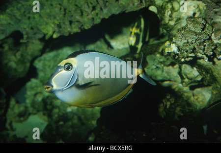 Orangespine Einkornfisch (NASO lituratus). Rotes Meer Stockfoto