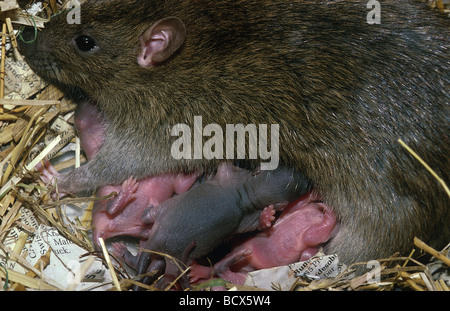 Braune Ratte, gemeinsame Ratte Norwegen Ratte (Rattus Norvegicus). Weibchen mit jungen im nest Stockfoto