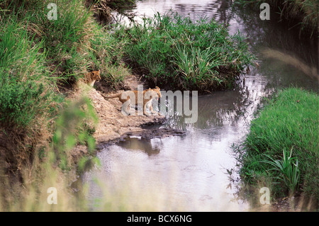 Löwin, die Förderung der kleinen Jungen zu springen über einen Stream Masai Mara National Reserve Kenia in Ostafrika 2. Serie von 11 Bildern Stockfoto