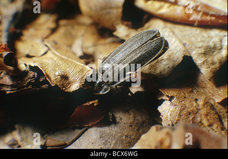 Glühwürmchen Stockfoto