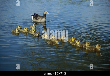 Graugans (Anser anser). Elternteil mit gänschen auf dem Wasser. Deutschland Stockfoto