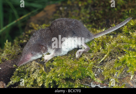 Crocidura ubling / mehr weiß-toothed Spitzmaus Stockfoto
