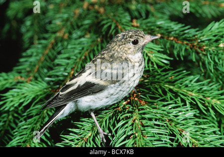 Ficedula Hypoleuca / Pied Flycatcher - Küken auf Tanne - Stockfoto