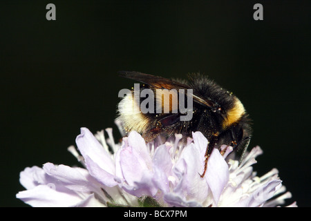 Bombus Terrestris oder Buff Tailed Biene Familie Apidae mit einzelnen Pollenkörner verfügbar Fütterung auf Feld Witwenblume Stockfoto
