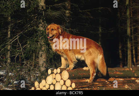 Golden Retriever Stockfoto