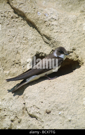 Riparia Riparia / Uferschwalbe Stockfoto