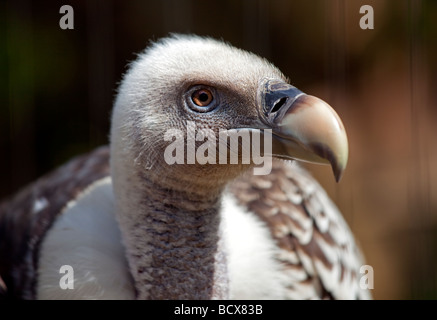 Ruppell der Geier (abgeschottet Ruepellii) Stockfoto