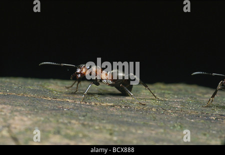 Formica Rufa / Holz Ameise Stockfoto