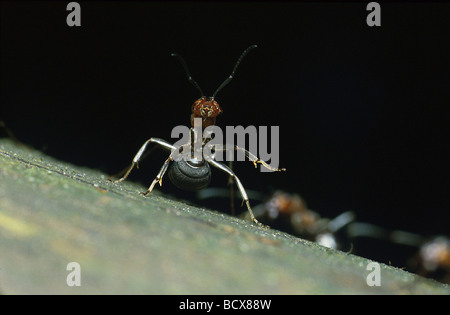 Formica Rufa / Ant - Verteidigungsposition - Holz Stockfoto