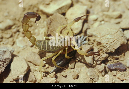 Androctonus Australis / Fett-tailed Skorpion Stockfoto
