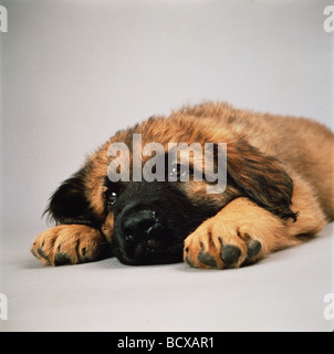 Leonberger. Welpen liegen. Studiobild vor weißem Hintergrund Stockfoto