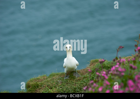 Ein Basstölpel (Sula Bassana) gesehen bei RSPB Bempton Klippen North Yorkshire Stockfoto