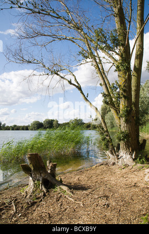Ein See in der RSPB "Fen Drayton Seen" Natur Reservat, Cambridgeshire, Großbritannien. Stockfoto
