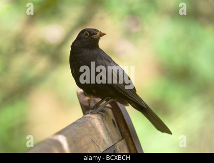 Männliche Amsel "Turdus Marula ruht auf einer Gartenbank. Stockfoto