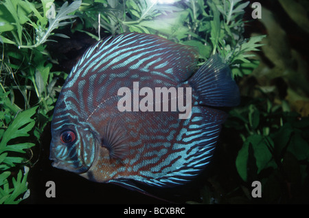 Diskusfische (Symphysodon-Arten) Rotes Türkis in einem Aquarium Stockfoto