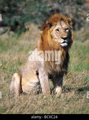 Große Warnung Reifen männlichen Löwen mit feinen blonden Mähne sitzen mit Kopf nach oben Blick in Ferne Serengeti Nationalpark, Tansania Stockfoto