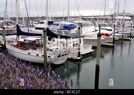 Westhaven Marina boote Yachten und startet an ihrem Liegeplatz in der Stadt Auckland Neuseeland mit der Harbour Bridge darüber hinaus. Stockfoto