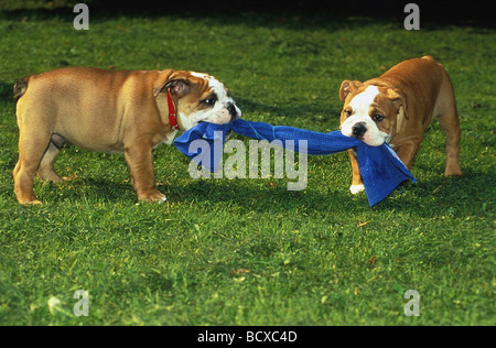 2 Englische Bulldoggen Ziehen ein Einem Tuch Stockfoto