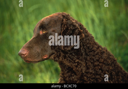 Curly Coated Retriever Portrait seitlich Stockfoto