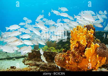 Schulzeit grau Schnapper über Zucker Wrack Lutjanus früh West End Atlantik Bahamas Stockfoto