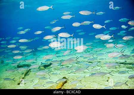 Schulzeit grau Schnapper über Zucker Wrack Lutjanus früh West End Atlantik Bahamas Stockfoto