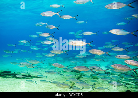 Schulzeit grau Schnapper über Zucker Wrack Lutjanus früh West End Atlantik Bahamas Stockfoto