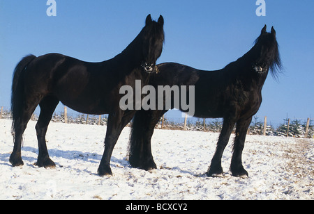 Friesische Pferd. Zwei Pferde im Schnee. Stockfoto