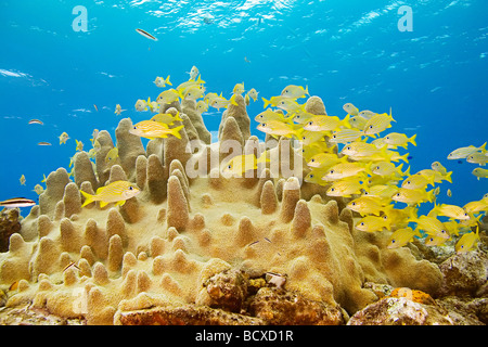 Schule Französisch Grunzen Haemulon Flavolineatum West End Atlantik Bahamas Stockfoto