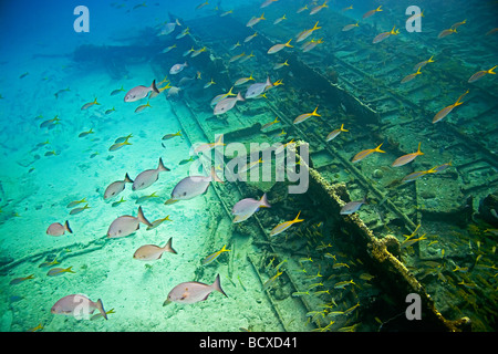 Schulzeit grau Schnapper über Zucker Wrack Lutjanus früh West End Atlantik Bahamas Stockfoto