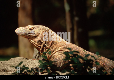 Komodo-Waran, Ora / Varanus Komodoensis Stockfoto