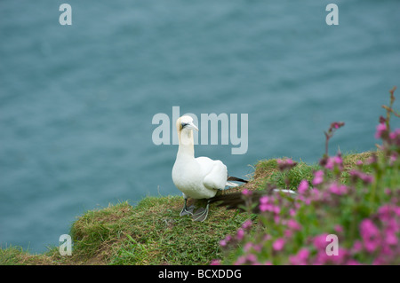 Ein Basstölpel (Sula Bassana) gesehen bei RSPB Bempton Klippen North Yorkshire Stockfoto