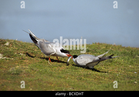 STERNA Paradisaea / Küstenseeschwalben - Zeit koppeln, Fisch überfahren - Stockfoto