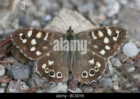 Die gesprenkelten Holz.  Die gesprenkelten Holz (Pararge Aegeria) ist ein Schmetterling in und an der Grenze des Waldes gefunden. Wayne Ramshaw Stockfoto