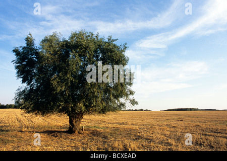 einzelne, grünen Baum auf der grünen Wiese mit blauen Himmel im Hintergrund Stockfoto