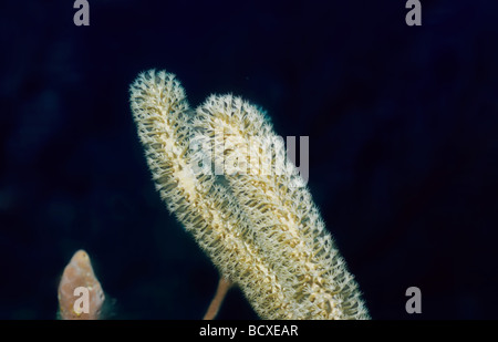 Erstaunliche Unterwasserwelt Unterwasserwelt von Grenada, West Indies. Riesige Split Pore Meer Rute. Stockfoto