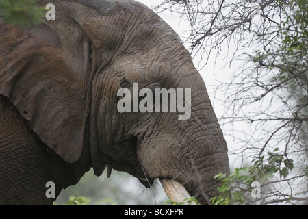 Afrikanischer Elefant (Loxodonta Africana) Bull head Portrait Krüger Nationalpark in Südafrika Stockfoto