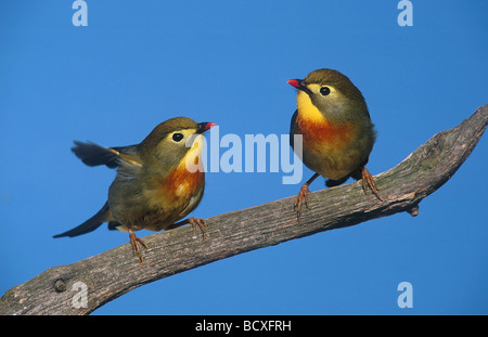 Red-billed Leiothrix, Pekin Nachtigall (Leiothrix lutea). Paar thront auf Zweig Stockfoto