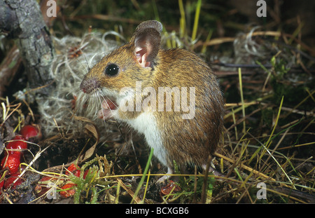 Apodemus Sylvaticus / Holz-Maus Stockfoto